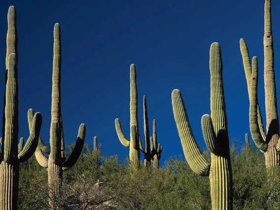 Saguaro-cactus